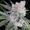 MOSCA SEEDS/TIKI MADMAN - RASPBERRY BOOGIE S1 STRAIN - FEM PHOTO - 8 PACK - Image 4