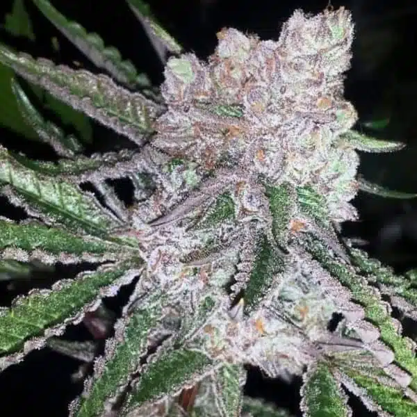 MOSCA SEEDS/TIKI MADMAN – RASPBERRY BOOGIE S1 STRAIN – FEM PHOTO – 8 PACK
