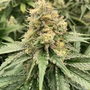 MOSCA SEEDS - STRAWBERRY GUAVA STRAIN - AUTO FEM - 5 PACK