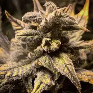MOSCA SEEDS - FROSTED SKYWALKER STRAIN - AUTO FEM - 5 PACK