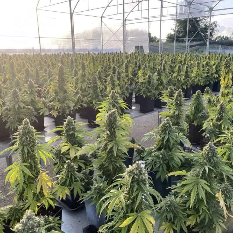 CBD Victory Auto