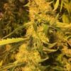 SOFEM GENETICS - LEMON GLAZE GLUE STRAIN - FEM PHOTO - 3 PACK - Image 2