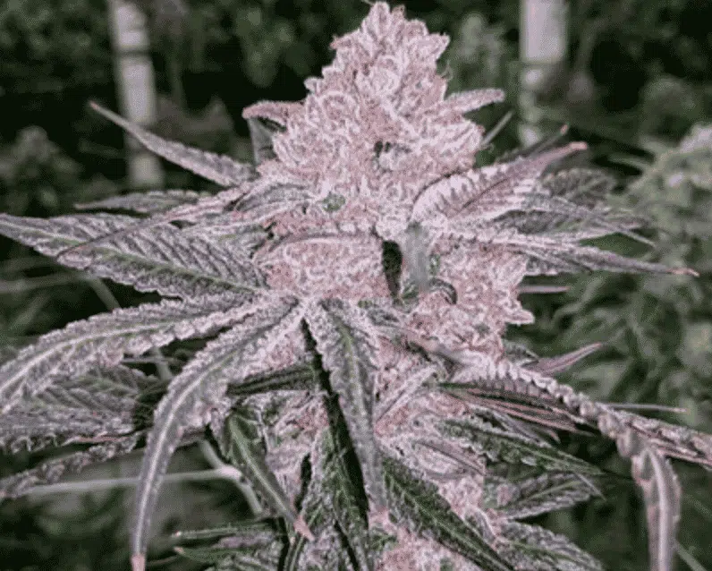 Jellysickle | In House Genetics | FEM Photoperiod Seeds