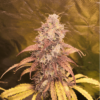 SEED STOCKERS - GIRL SCOUT COOKIES STRAIN - FEM PHOTO - Image 2