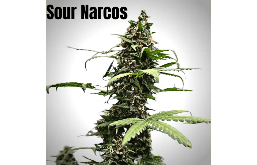 SOFEM GENETICS - SOUR NARCOS STRAIN - AUTO FEM - 3 PACK