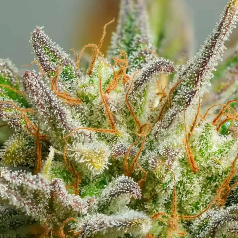 Mokum’s Tulip Auto