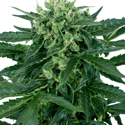 Image of a cannabis plant