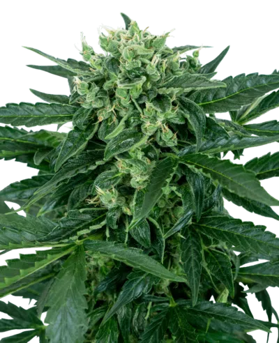 Image of a cannabis plant