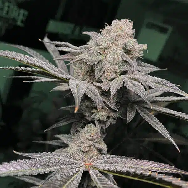 SOLFIRE GARDENS - BOSSCOTTI STRAIN - REG PHOTO - 12 PACK