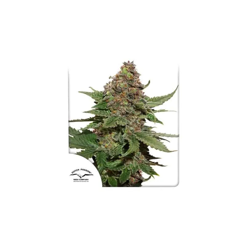 Strawberry Cough | Dutch Passion | FEM Photoperiod Seeds