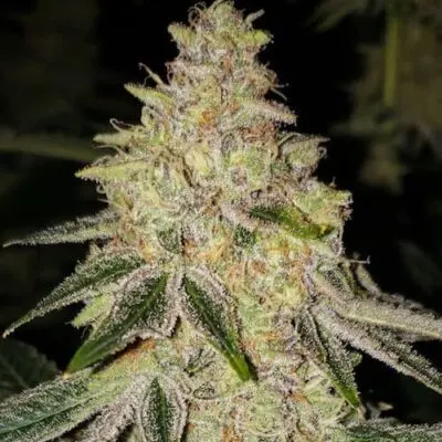 Mac N' Jack R1 | Ethos Genetics | FEM Photoperiod Seeds