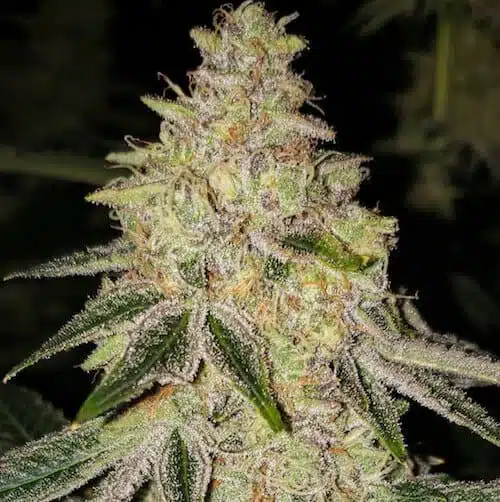 Mac N' Jack R1 | Ethos Genetics | FEM Photoperiod Seeds
