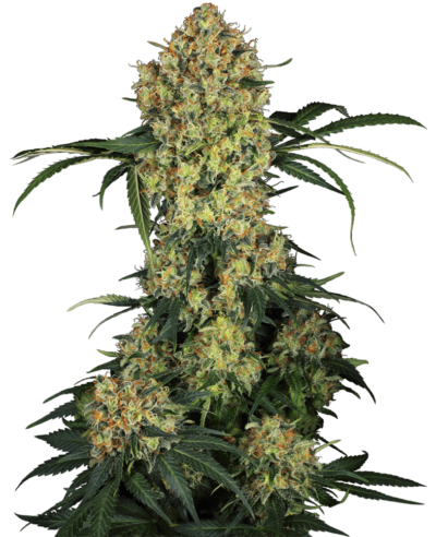 Image of a cannabis plant