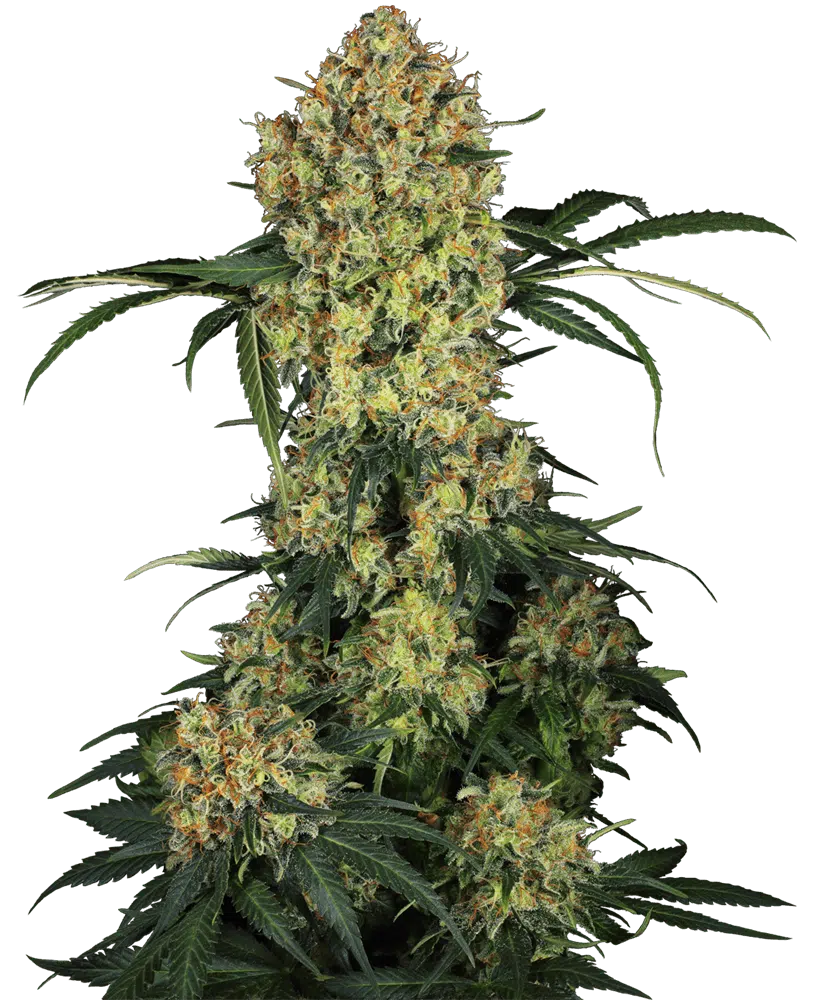 Image of a cannabis plant