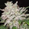 TWENTY20 MENDOCINO - TRIZKIT STRAIN - AUTO FEM - Image 3