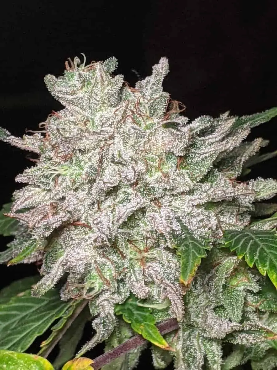 TWENTY20 MENDOCINO – TRIZKIT STRAIN – AUTO FEM