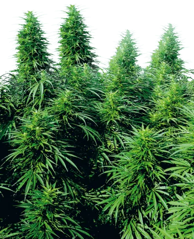 SENSI SEEDS - RUDERRALIS SKUNK STRAIN - REG PHOTO - 10 PACK
