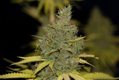 SEEDSMAN - BADAZZ OG CHEESE STRAIN - FEM PHOTO