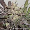 DUTCH PASSION - CBD CHARLOTTES ANGEL - PHOTO FEM - Image 3