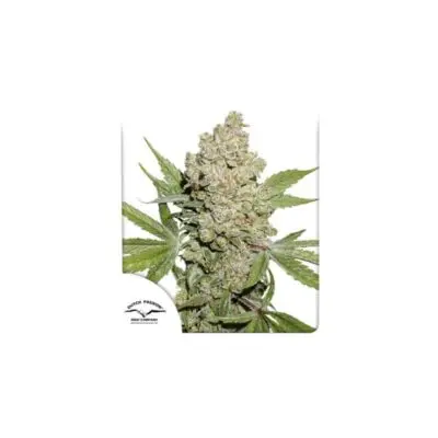 Lemon Kix (Formerly Lemon Zkittlez) Auto | Dutch Passion | FEM Autoflower Seeds