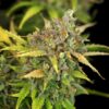 ROYAL QUEEN SEEDS - SWEET ZZ AUTOMATIC STRAIN - AUTO FEM - Image 2