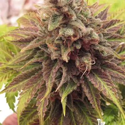 Chem Valley Kush | Cali Connection | FEM Photoperiod Seeds
