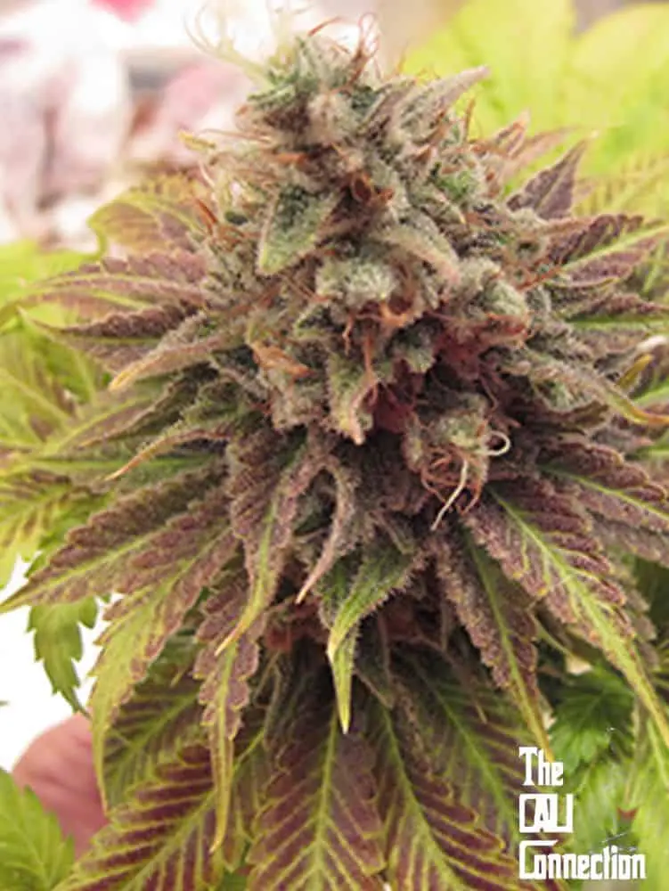 Chem Valley Kush | Cali Connection | FEM Photoperiod Seeds