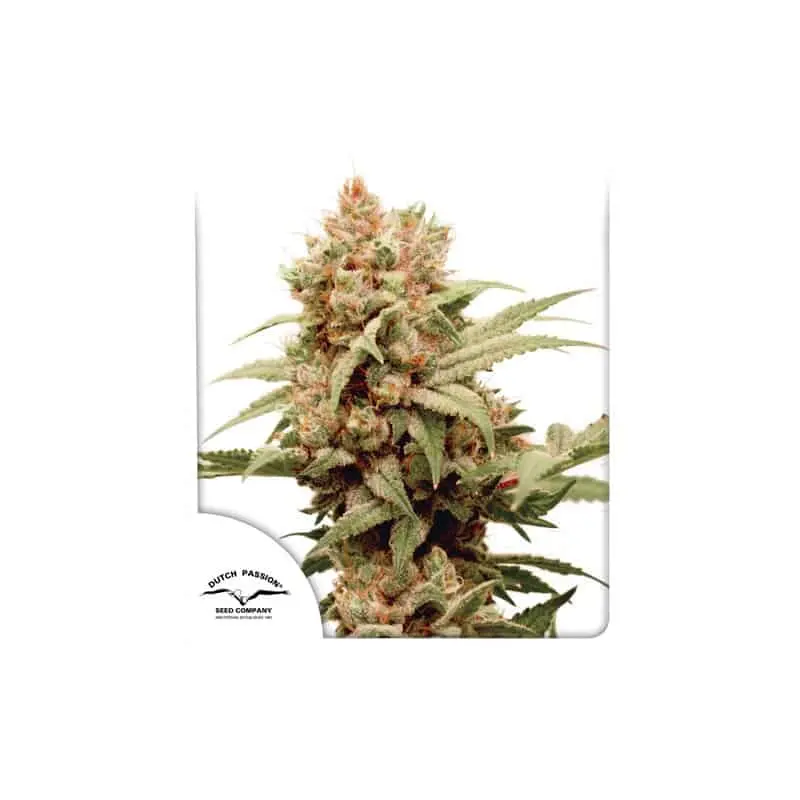 CBG Force Auto | Dutch Passion | FEM Autoflower Seeds