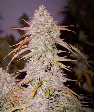 Lemon OG Haze F4 | Ethos Genetics | REG Photoperiod Seeds