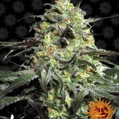 Peyote Cookies | Barney's Farm | FEM Photoperiod Seeds