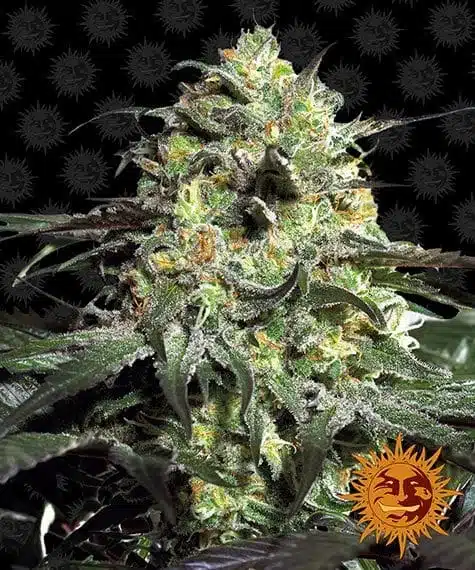 Peyote Cookies | Barney's Farm | FEM Photoperiod Seeds