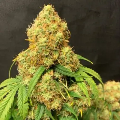 TASTEBUDZ - ORANGE COOKIES STRAIN - AUTO FEM