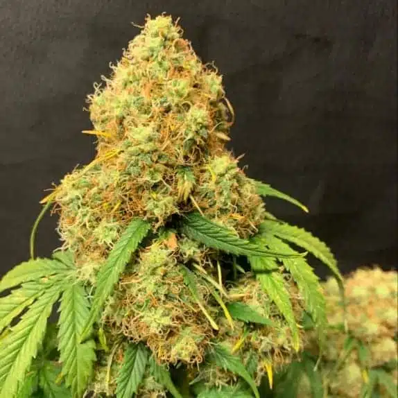 TASTEBUDZ - ORANGE COOKIES STRAIN - AUTO FEM