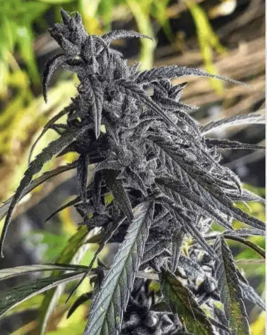 TRIDENT SEEDS - KALIRAM HASHPLANT STRAIN - REG PHOTO