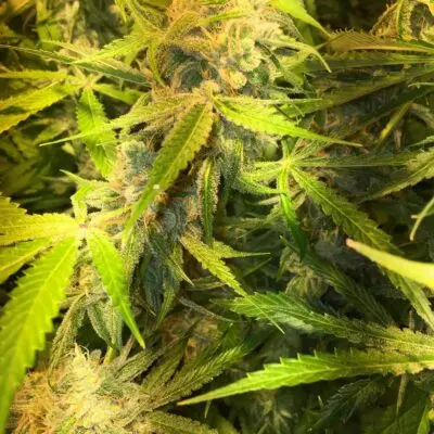 SOFEM GENETICS - CREAMY SMOOTH STRAIN - FEM PHOTO - 3 PACK