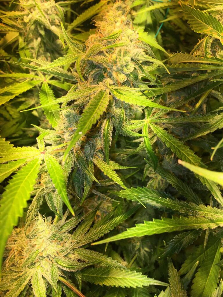 SOFEM GENETICS - CREAMY SMOOTH STRAIN - FEM PHOTO - 3 PACK