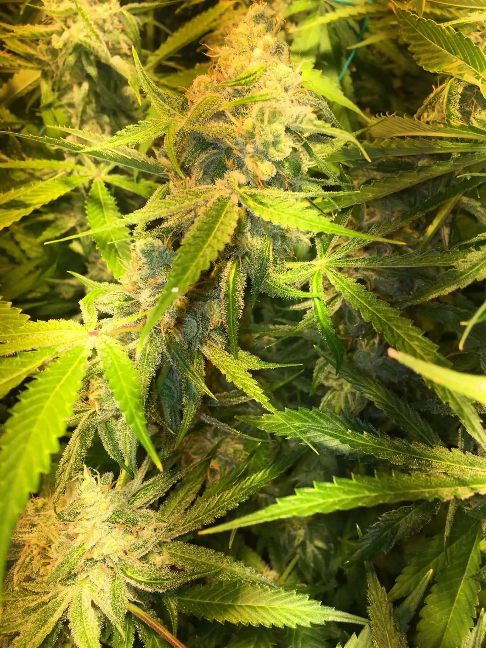 SOFEM GENETICS - CREAMY SMOOTH STRAIN - FEM PHOTO - 3 PACK