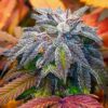 JINXPROOF GENETICS - HASHGOOBERRY F2 STRAIN - REG PHOTO - 12 PACK - Image 6