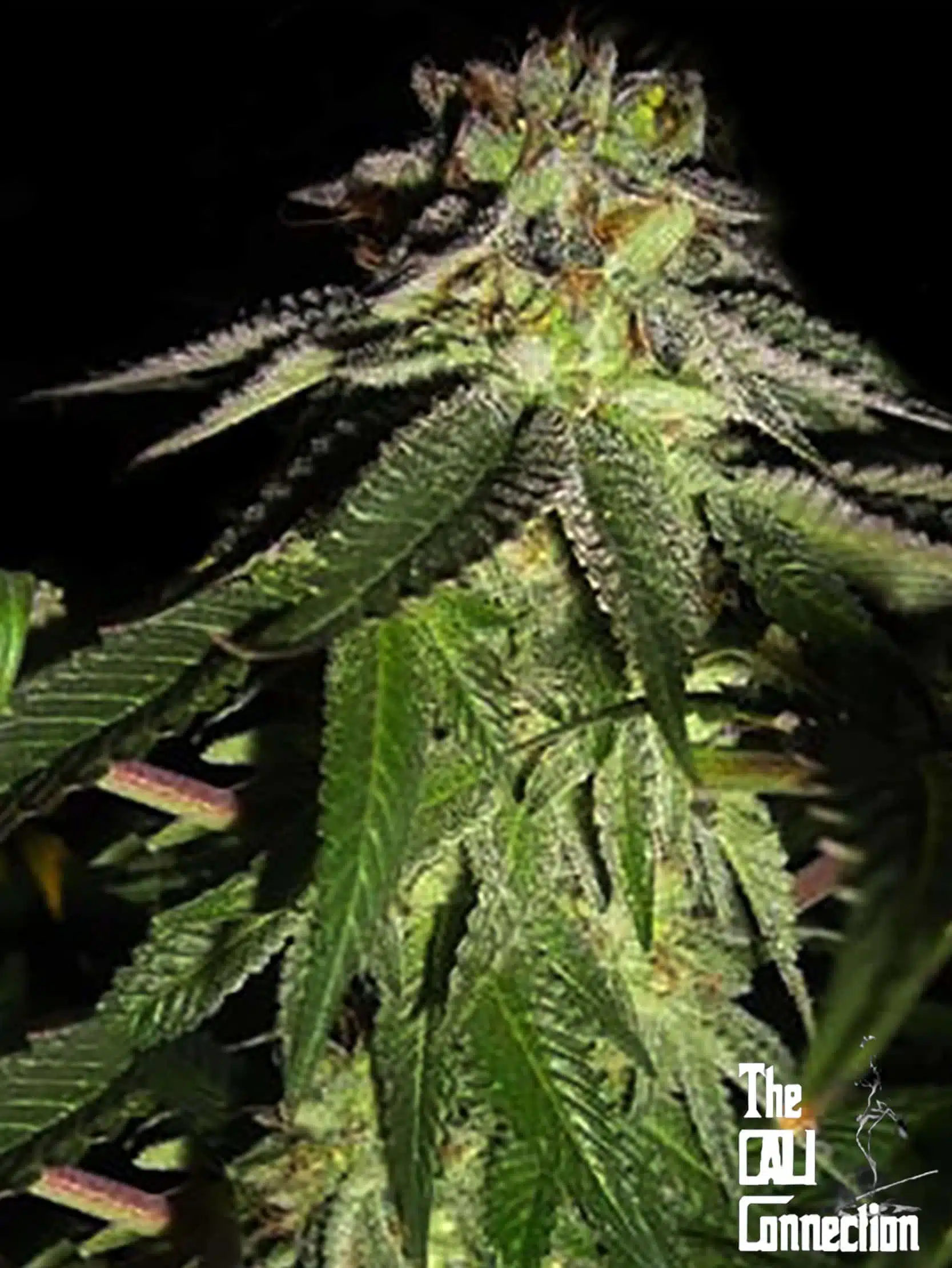 818 Headband (Sour OG) | Cali Connection | FEM Photoperiod Seeds