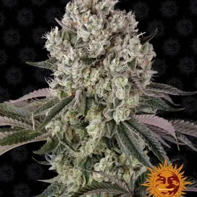 Glookies | Barney's Farm | FEM Photoperiod Seeds