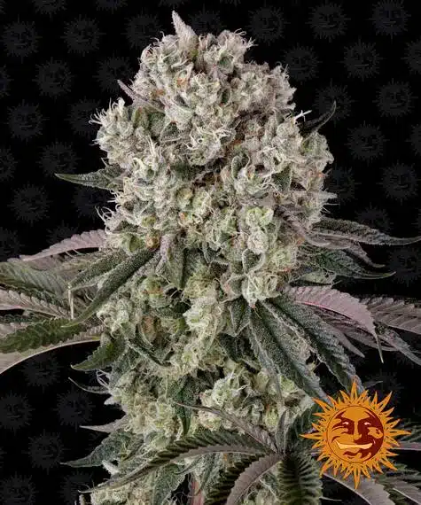 Glookies | Barney's Farm | FEM Photoperiod Seeds