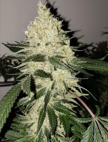 Lilac Diesel BX4 | Ethos Genetics | REG Photoperiod Seeds