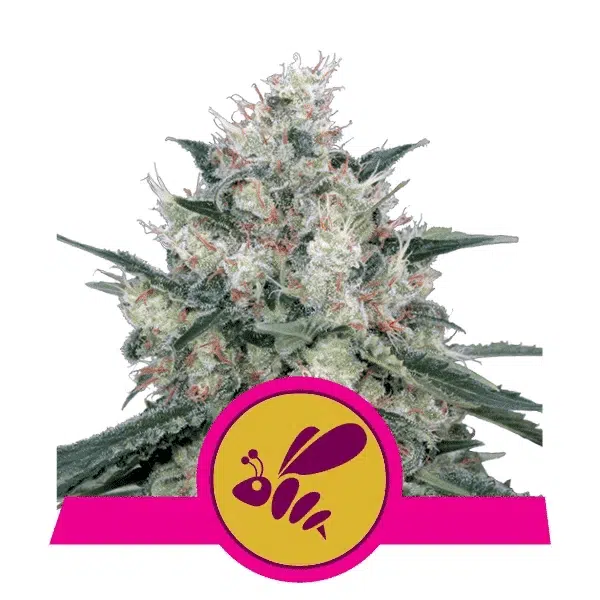ROYAL QUEEN SEEDS - HONEY CREAM (FAST FLOWERING)STRAIN - FEM PHOTO