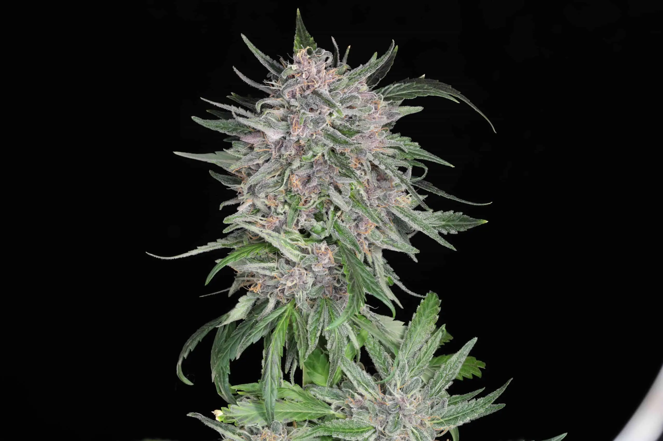 TWENTY20 - MSG STRAIN - AUTO FEM