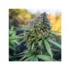 DUTCH PASSION - PAMIR GOLD - FEM PHOTO - Image 2