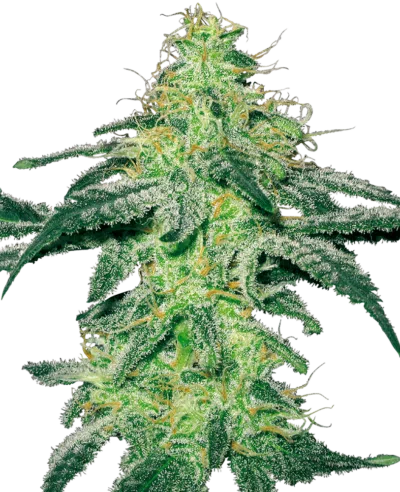 Cannabis image