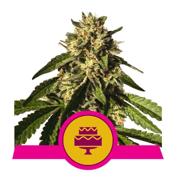 ROYAL QUEEN SEEDS - WEDDING GELATO STRAIN - FEM PHOTO