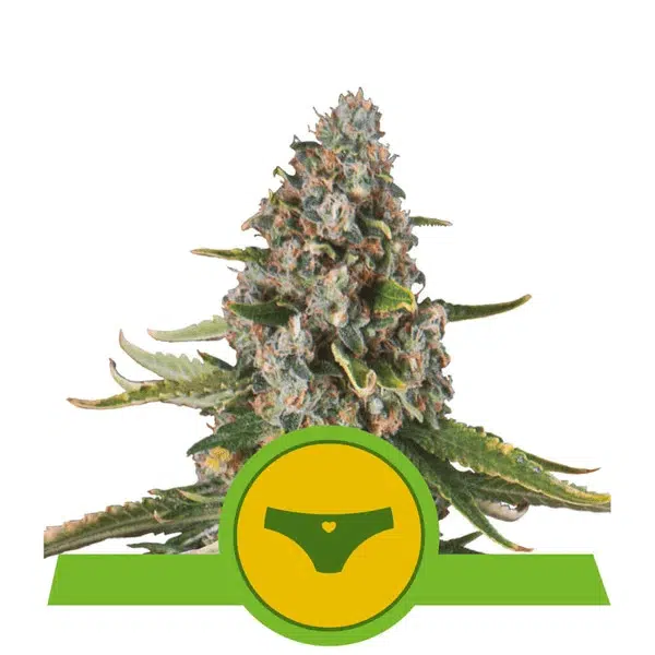 ROYAL QUEEN SEEDS - SHERBET QUEEN AUTOMATIC STRAIN - AUTO FEM