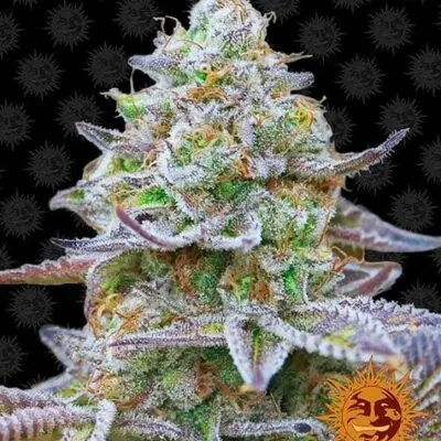 Gorilla Zkittlez | Barney's Farm | FEM Photoperiod Seeds