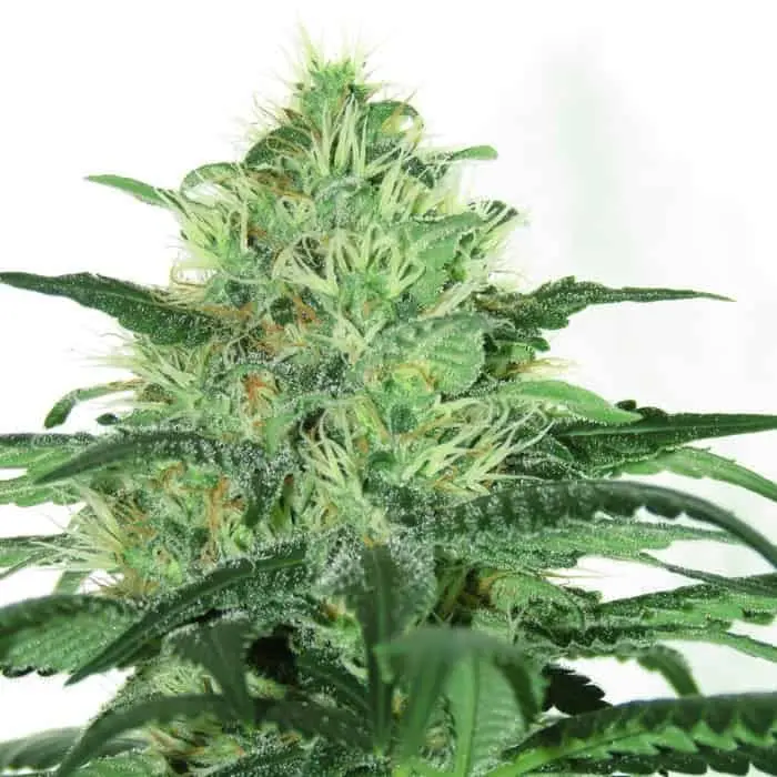 RIPPER SEEDS - SIDERAL STRAIN - FEM PHOTO